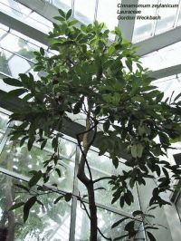 Cinnamomum zeylanicum*