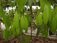 Cinnamomum aromaticum*