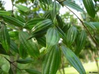 Cinnamomum subavenium*