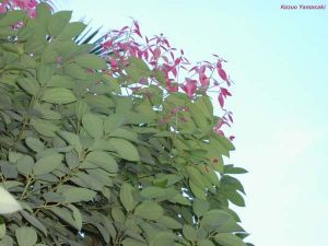 Cinnamomum zeylanicum*