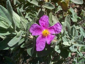 Cistus albidus