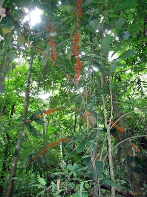Clavija longifolia*