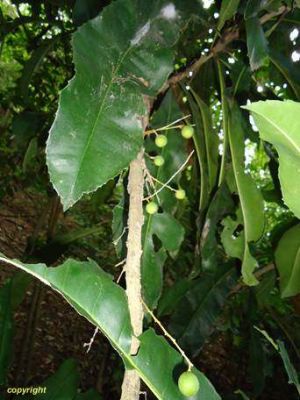 Clavija longifolia*