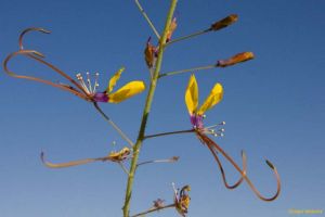 Cleome angustifolia Cleome angustifolia
