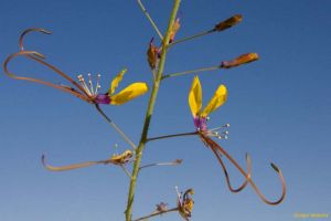 Cleome angustifolia