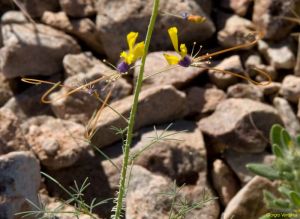 Cleome angustifolia