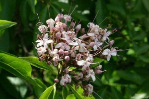 Clerodendrum glabrum