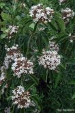 Clerodendrum glabrum