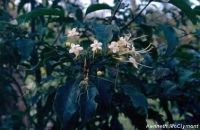 Clerodendrum tomentosum*