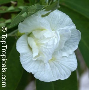 Clitoria ternatea 'double white'