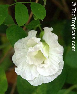 Clitoria ternatea \'double white\'