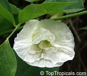 Clitoria ternatea \'double white\'