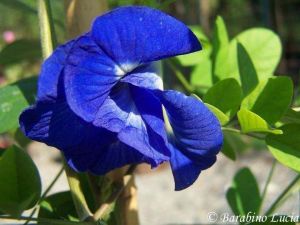 Clitoria ternatea 'double blue'