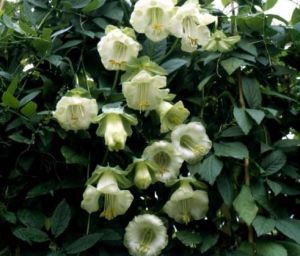 Cobaea scandens \'alba\'