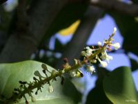 Coccoloba diversifolia*