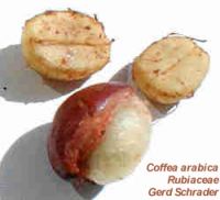 Coffea arabica*