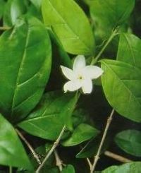 Coffea bengalensis*