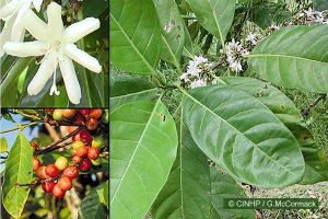 Coffea canephora*
