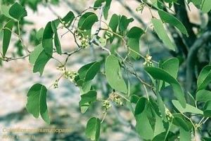 Colophospermum mopane