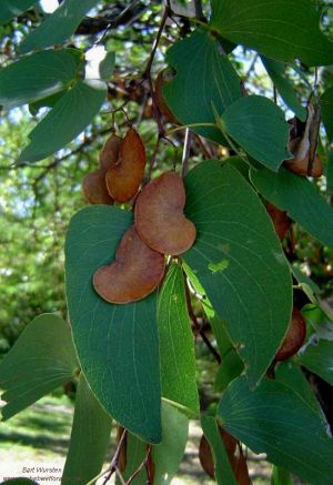 Colophospermum mopane