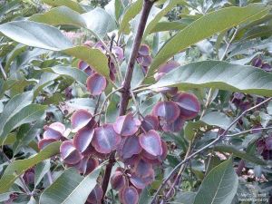 Combretum collinum subsp. suluense