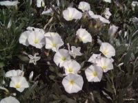 Convolvulus cneorum