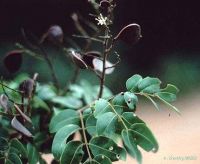 Copaifera langsdorffii