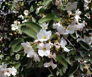 Cordia boissieri