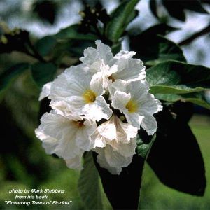 Cordia boissieri