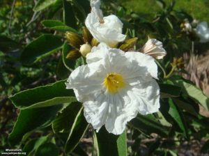 Cordia boissieri