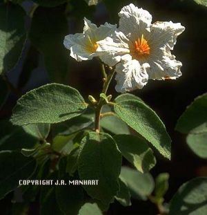 Cordia boissieri