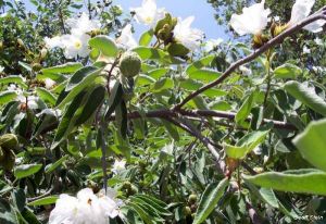 Cordia boissieri