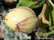 Cordia boissieri