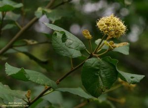 Cordia monoica