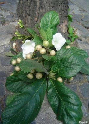 Cordia superba
