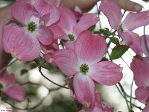 Cornus florida rubra Cornus florida rubra