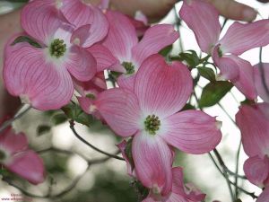 Cornus florida rubra