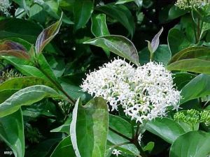 Cornus racemosa Cornus racemosa