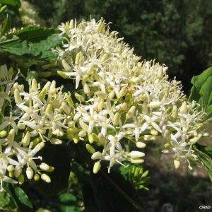 Cornus sanguinea