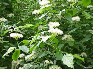 Cornus sanguinea