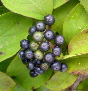 Cornus sanguinea