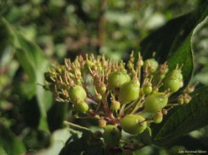 Cornus sessilis Cornus sessilis