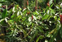 Costus pulverulentus