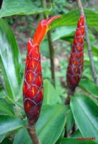 Costus pulverulentus
