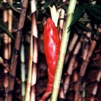 Costus stenophyllus