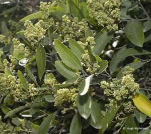 Cryptocarya densiflora*