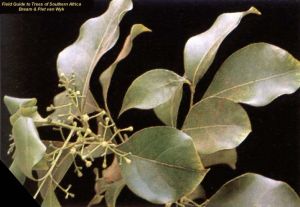 Cryptocarya woodii