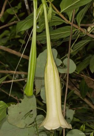 Cubanola domingensis