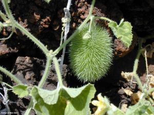 Cucumis dipsaceus