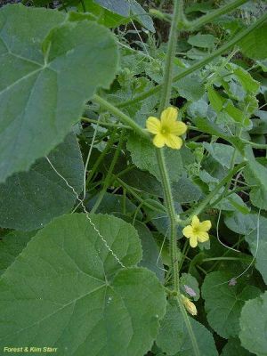 Cucumis dipsaceus